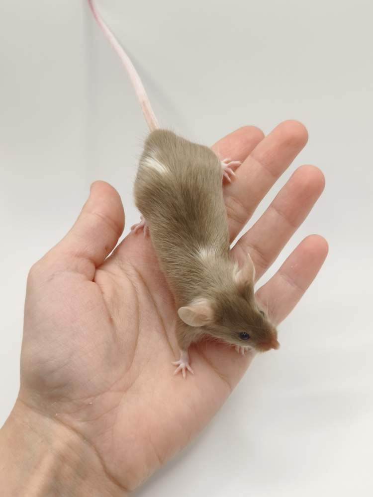 Fancy mouse Breeder Mus musculus 