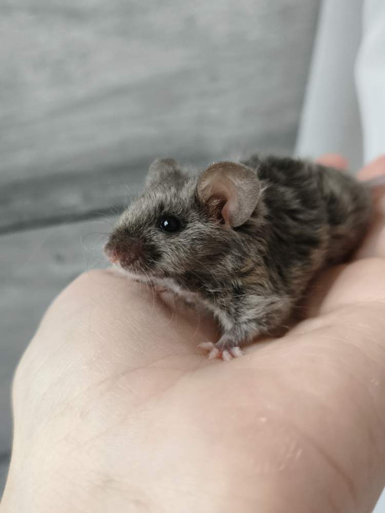 Fancy mouse Breeder Mus musculus 