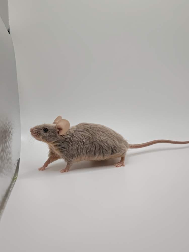 Fancy mouse Breeder Mus musculus 