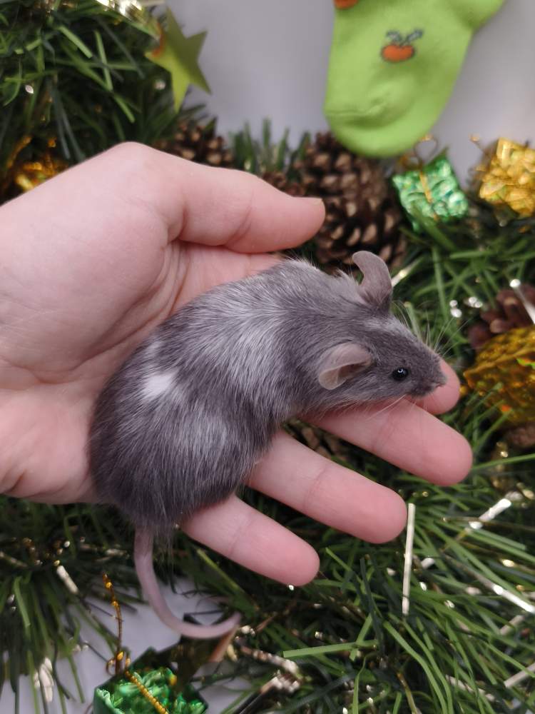 Fancy mouse Breeder Mus musculus 