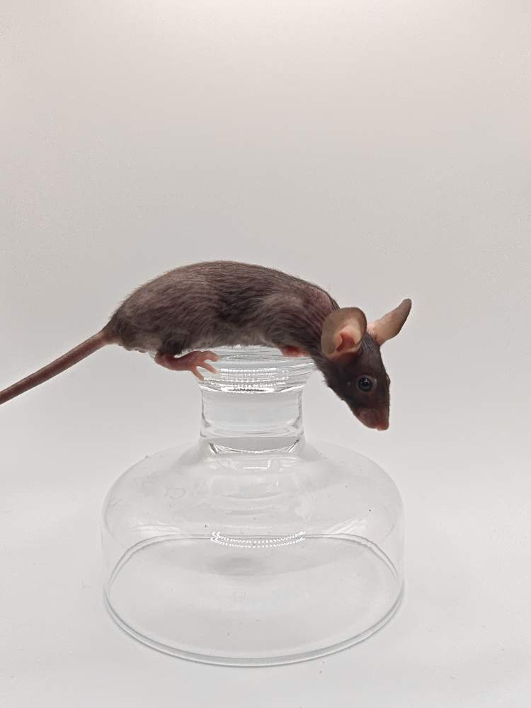 Fancy mouse Breeder Mus musculus 