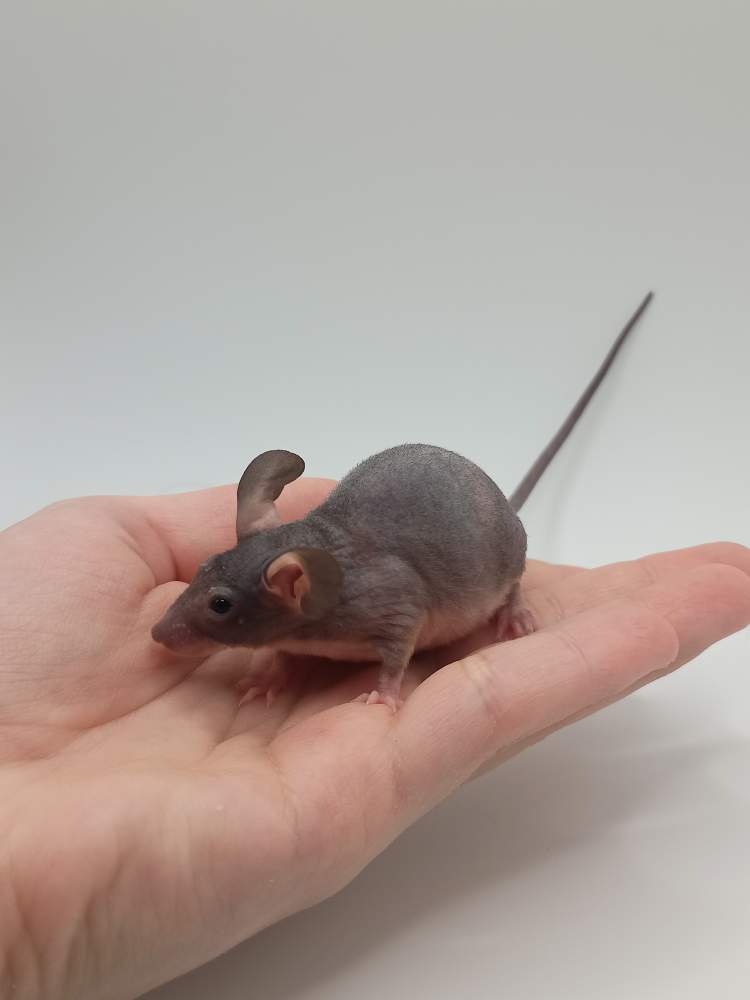 Fancy mouse Breeder Mus musculus 