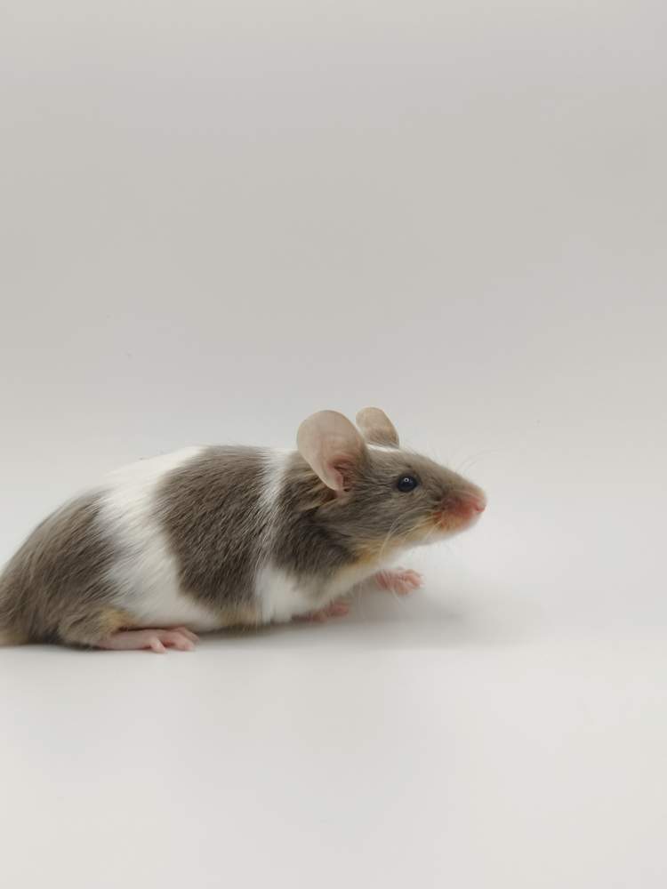 Fancy mouse Breeder Mus musculus 