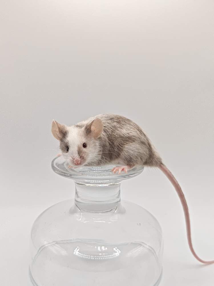 Fancy mouse Breeder Mus musculus 