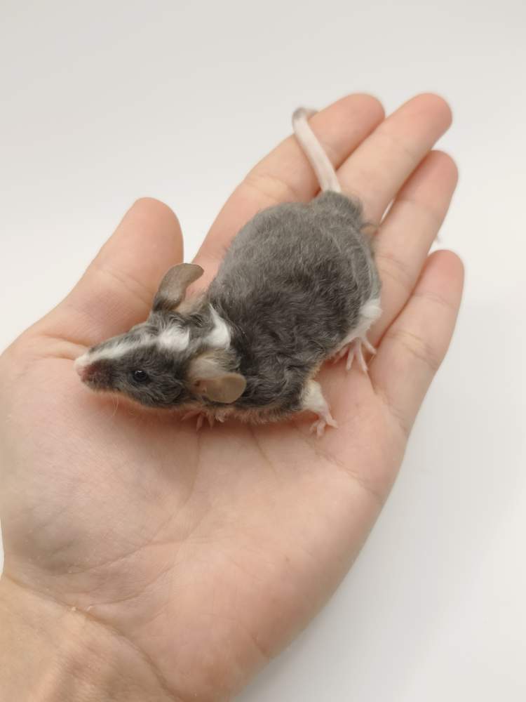 Fancy mouse Breeder Mus musculus 