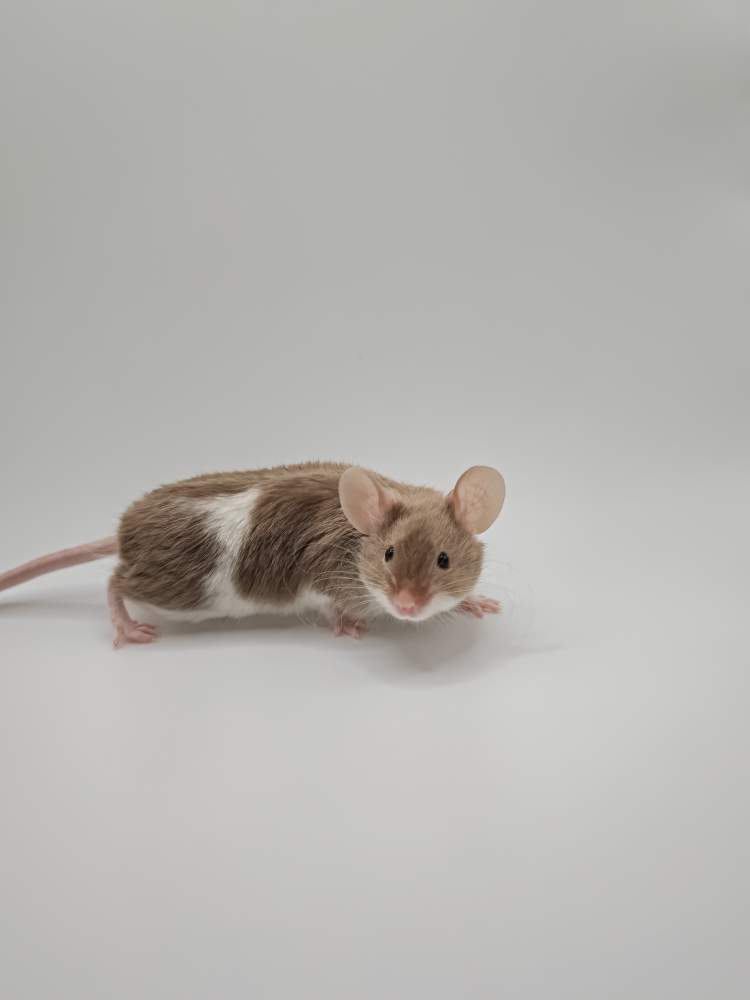 Fancy mouse Breeder Mus musculus 