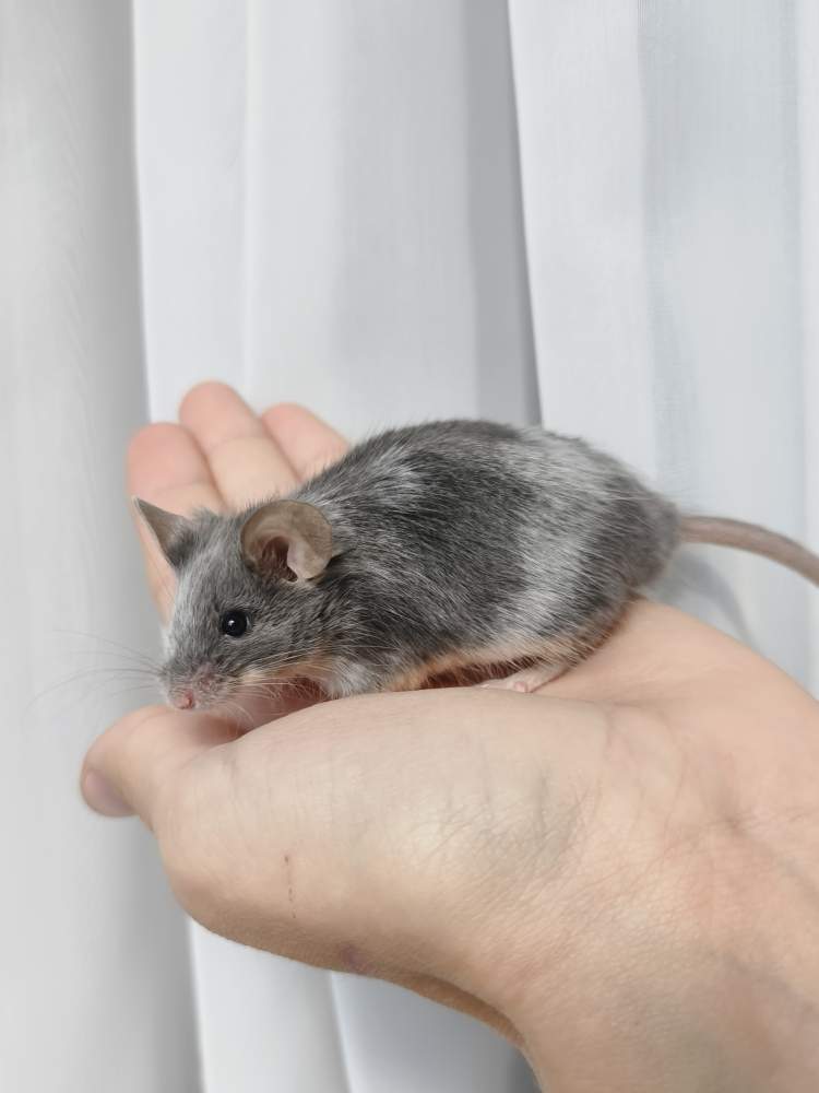 Fancy mouse Breeder Mus musculus 