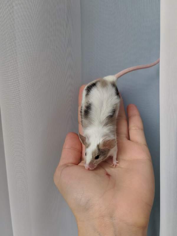 Fancy mouse Breeder Mus musculus 