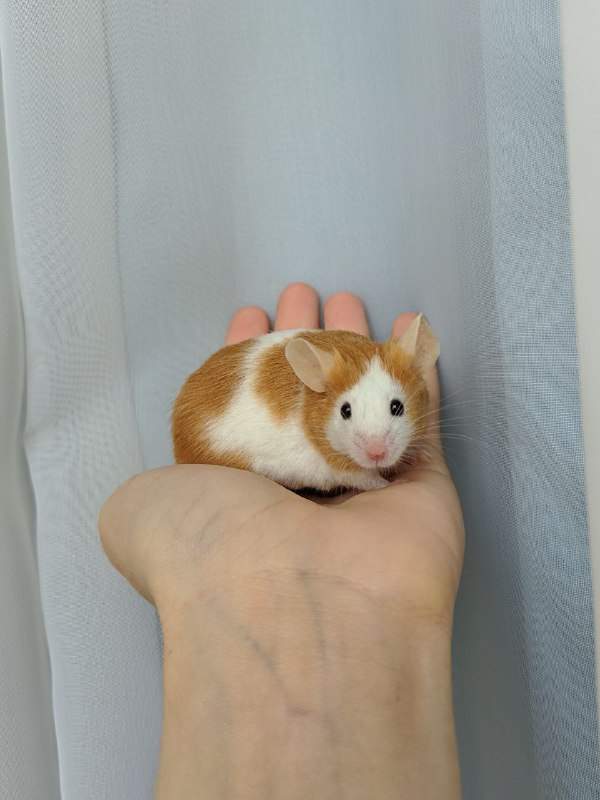 Fancy mouse Breeder Mus musculus 