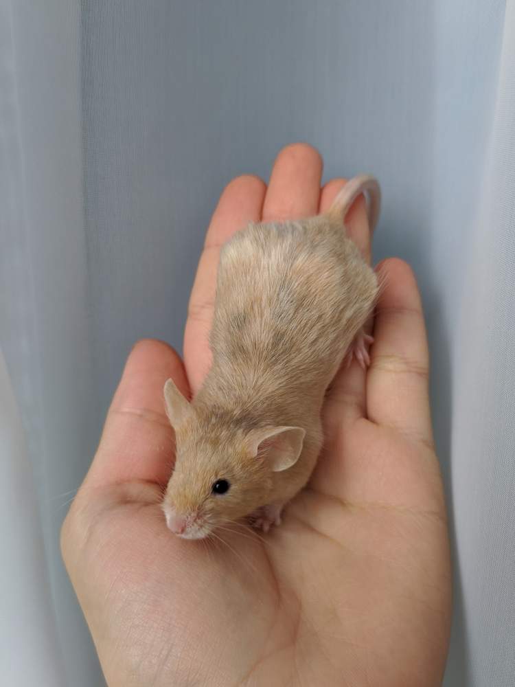 Fancy mouse Breeder Mus musculus 