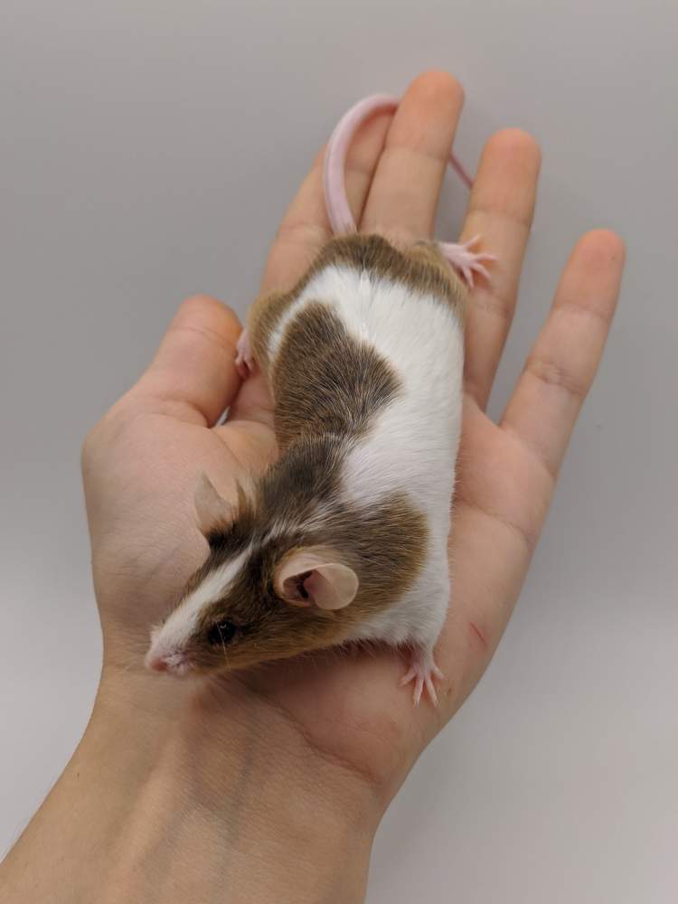 Fancy mouse Breeder Mus musculus 