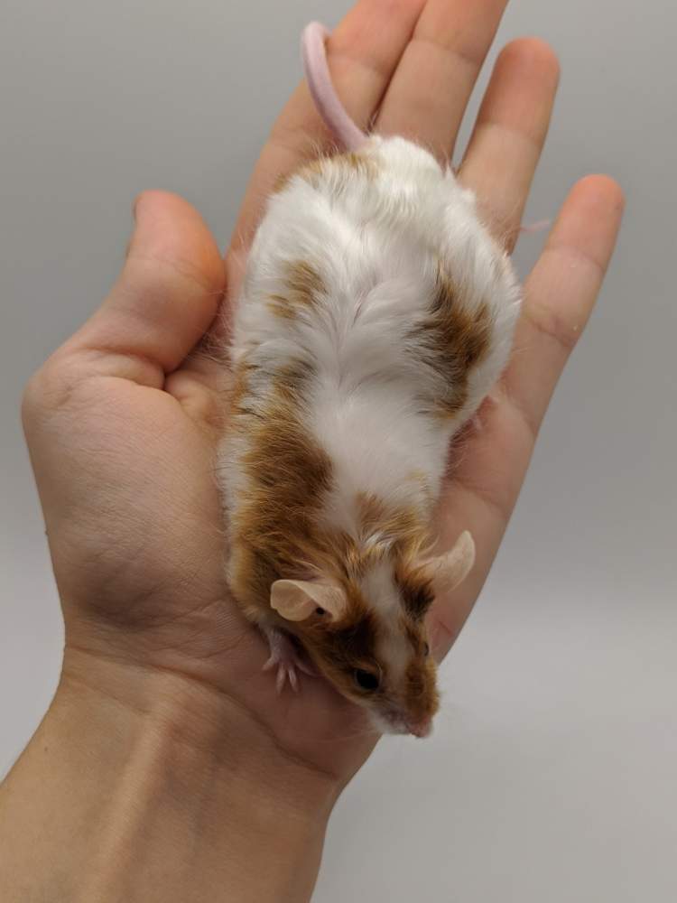 Fancy mouse Breeder Mus musculus 