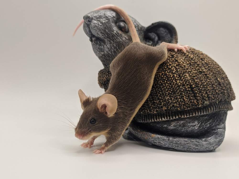 Fancy mouse Breeder Mus musculus 