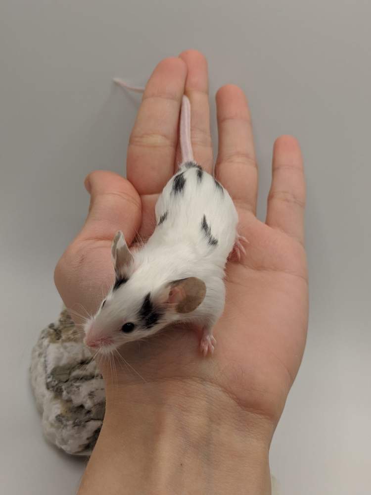 Fancy mouse Breeder Mus musculus 