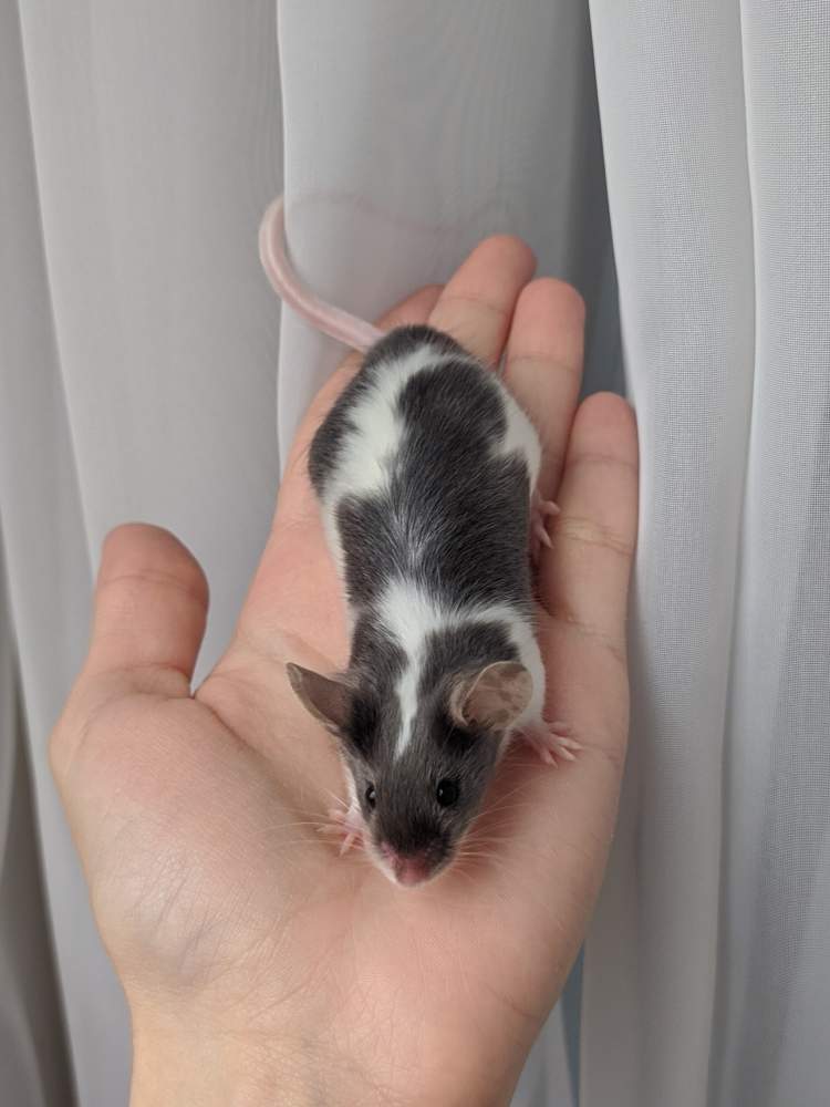 Fancy mouse Breeder Mus musculus 