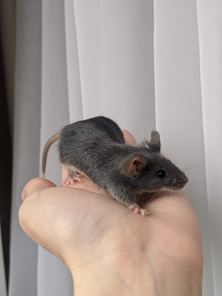 Fancy mouse Breeder Mus musculus 