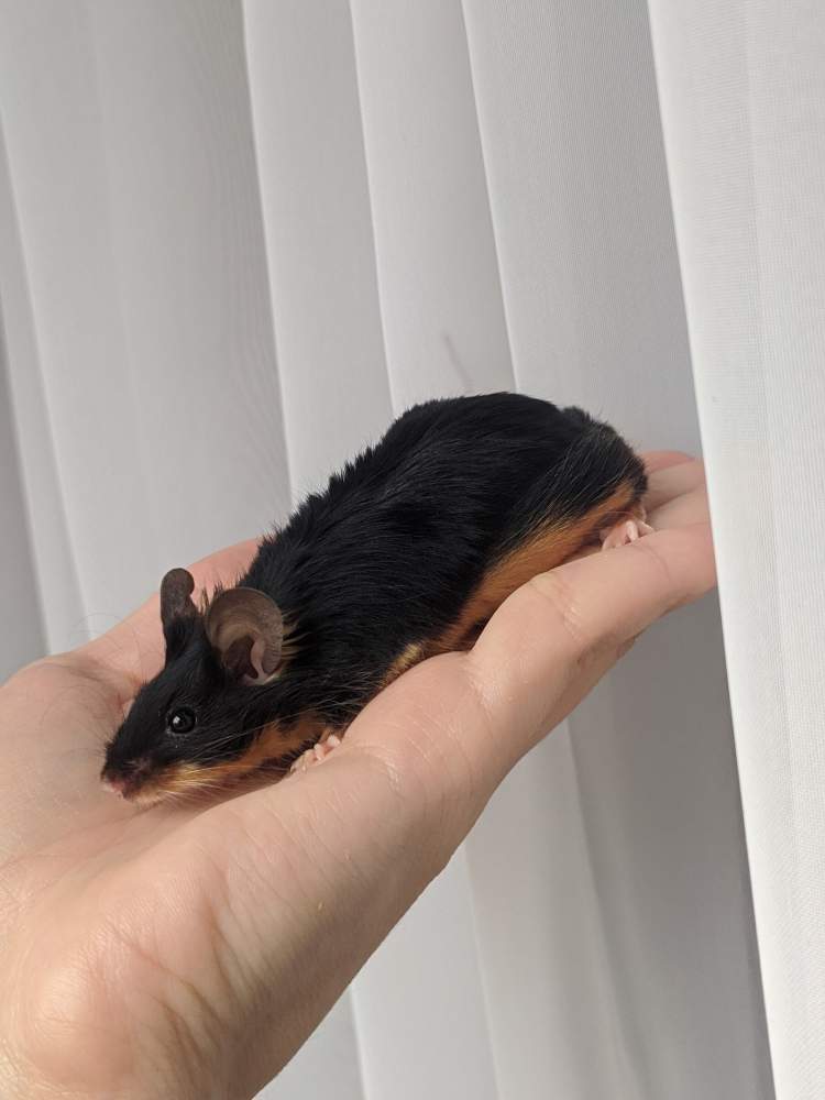 Fancy mouse Breeder Mus musculus 