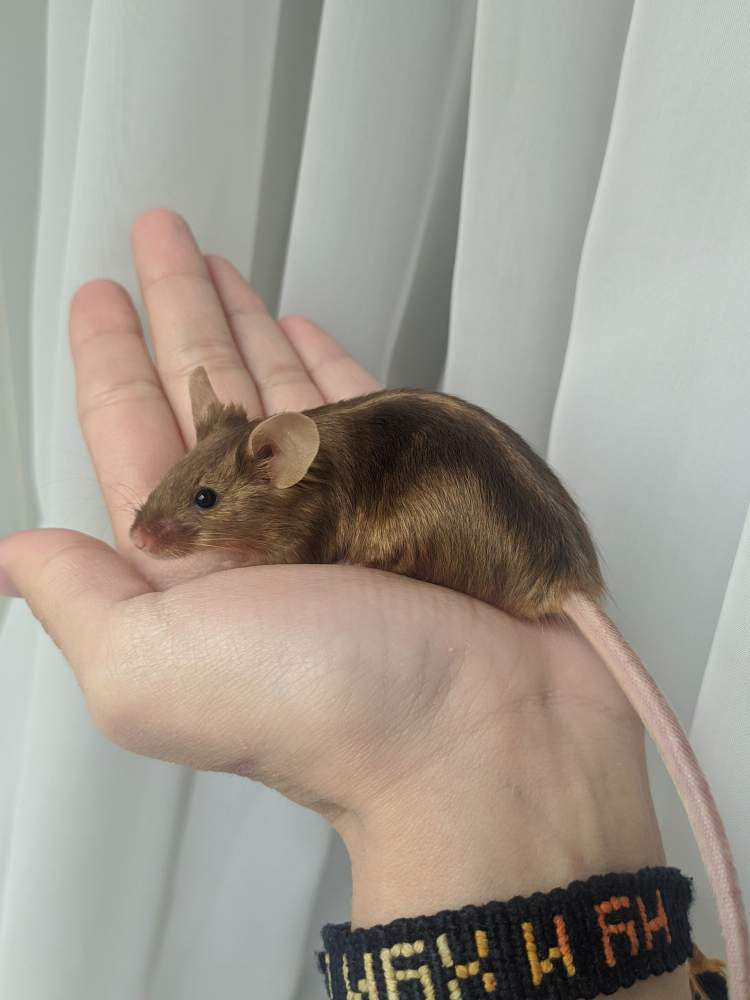 Fancy mouse Breeder Mus musculus 