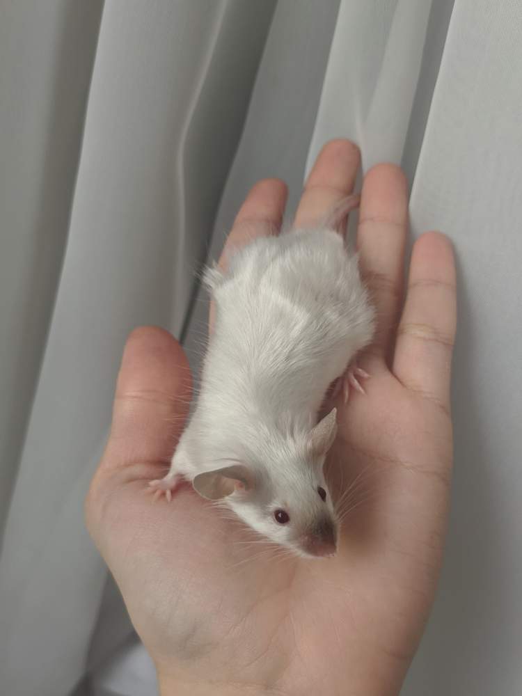 Fancy mouse Breeder Mus musculus 