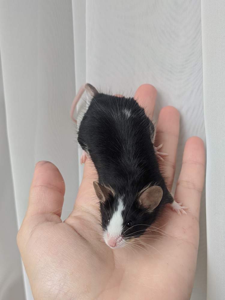 Fancy mouse Breeder Mus musculus 