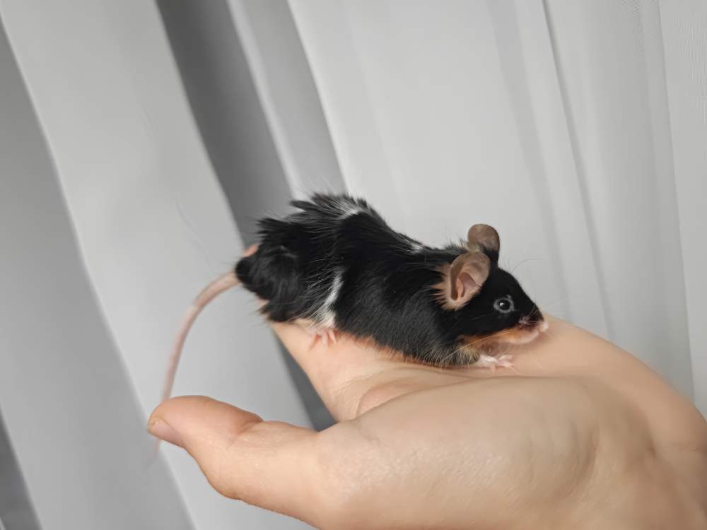 Fancy mouse Breeder Mus musculus 