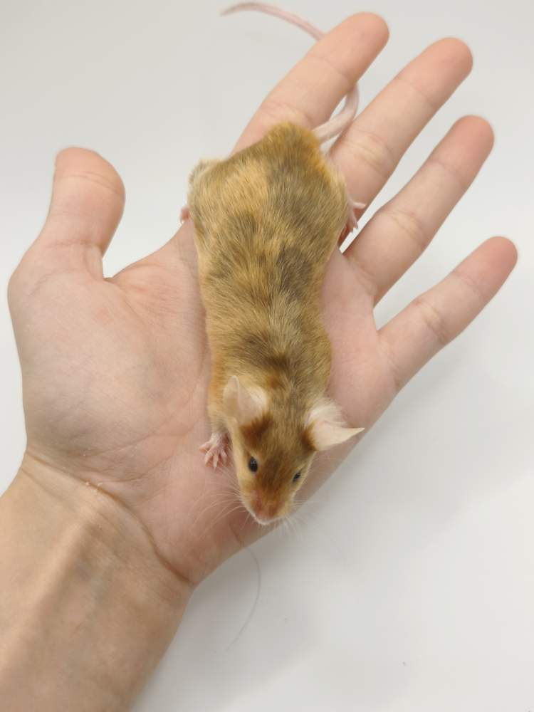 Fancy mouse Breeder Mus musculus 