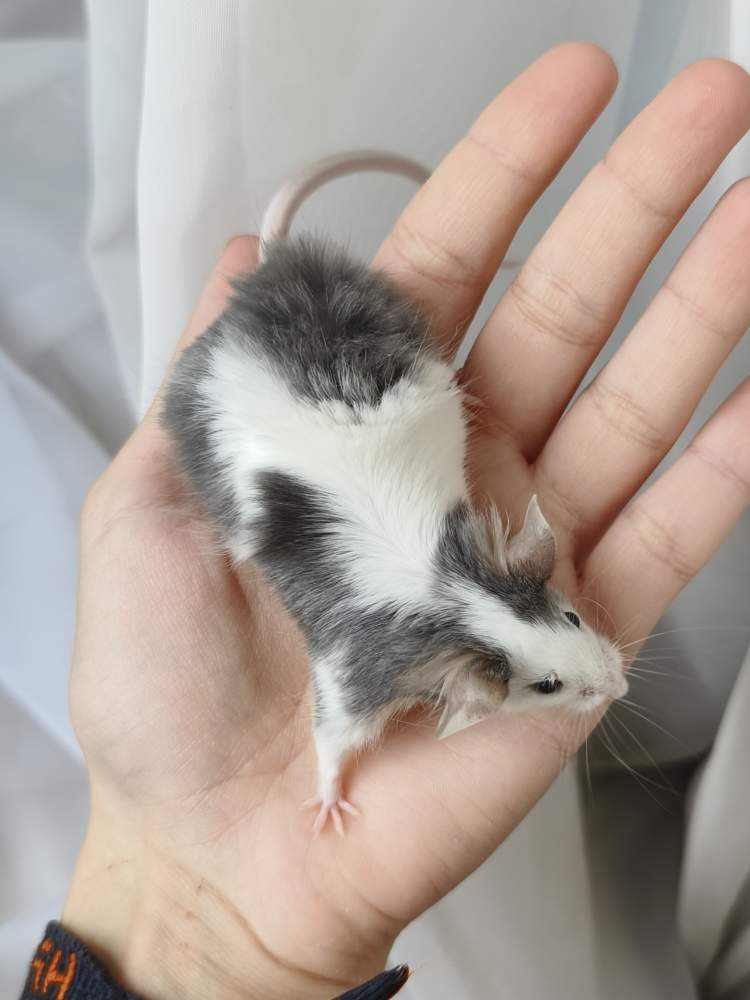 Fancy mouse Breeder Mus musculus 