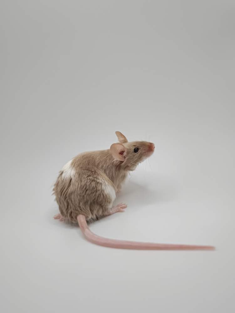 Fancy mouse Breeder Mus musculus 