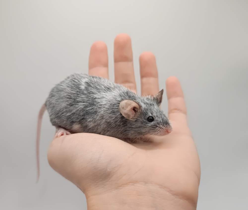 Fancy mouse Breeder Mus musculus 