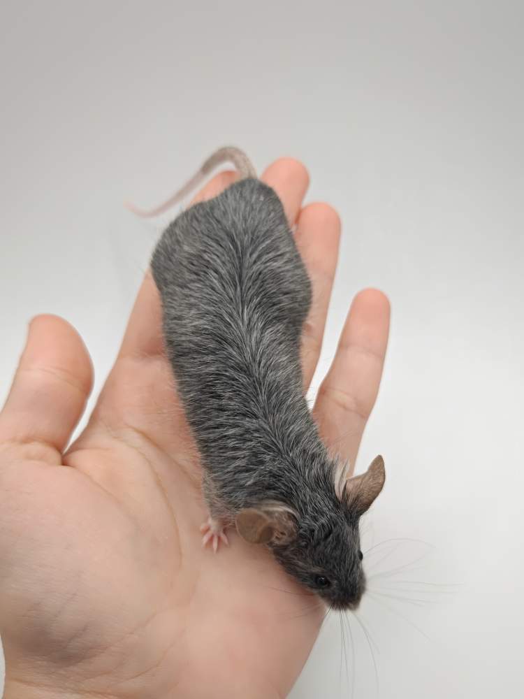 Fancy mouse Breeder Mus musculus 