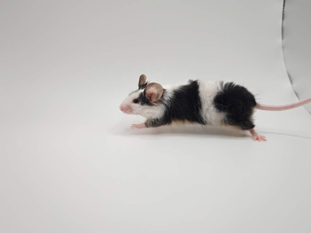 Fancy mouse Breeder Mus musculus 