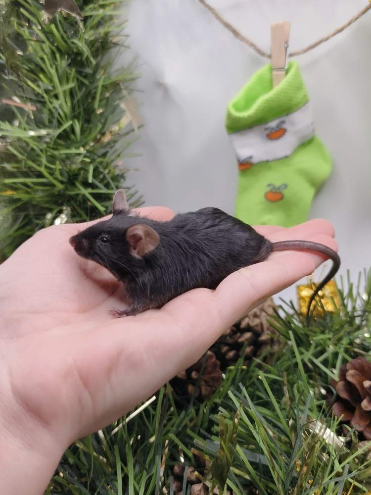 Fancy mouse Breeder Mus musculus 