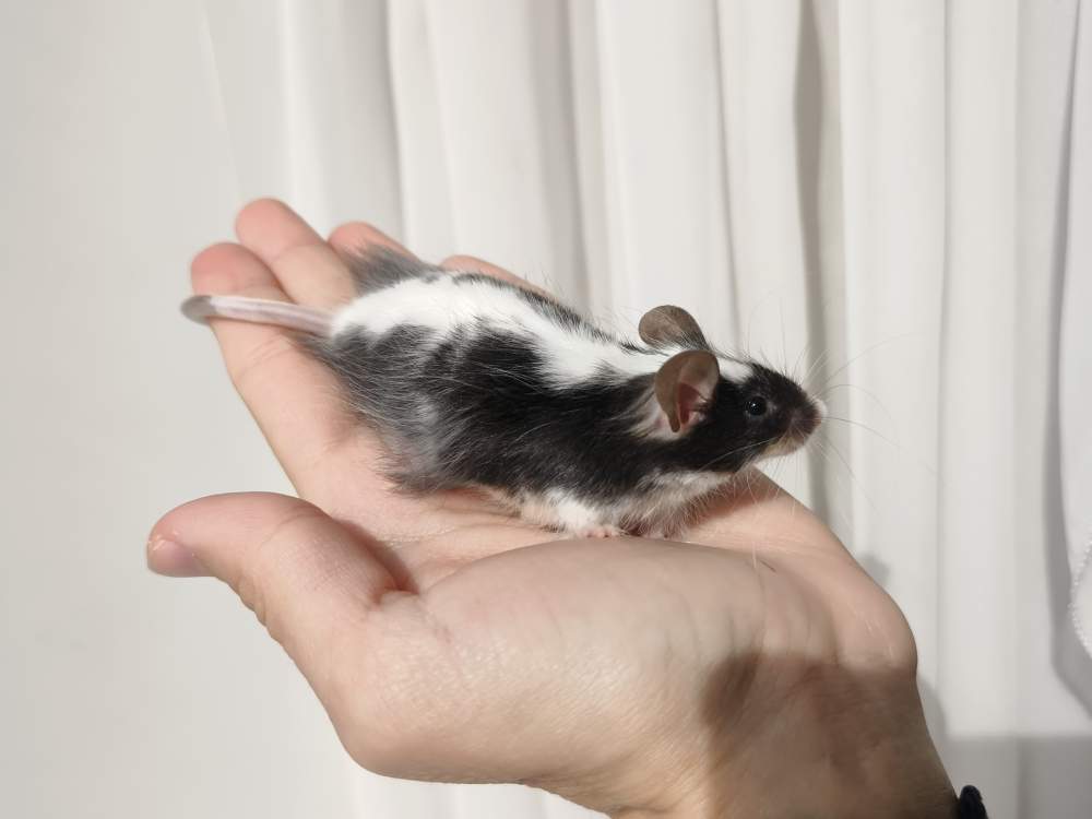 Fancy mouse Breeder Mus musculus 