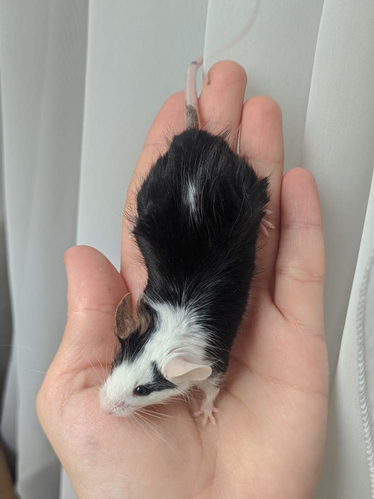 Fancy mouse Breeder Mus musculus 