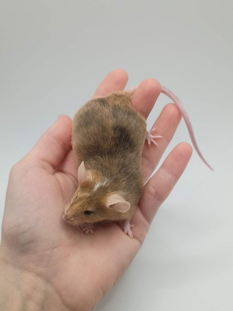 Fancy mouse Breeder Mus musculus 