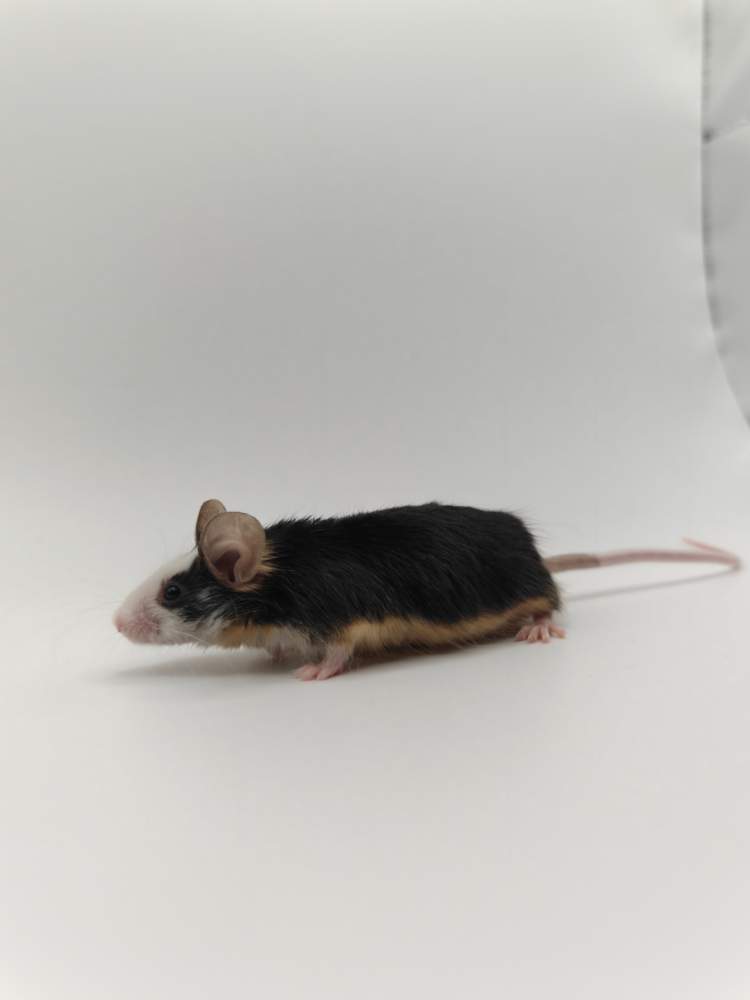Fancy mouse Breeder Mus musculus 