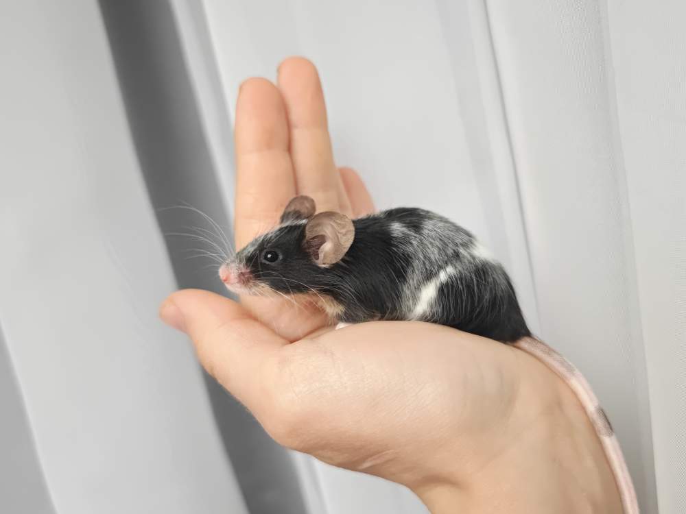 Fancy mouse Breeder Mus musculus 