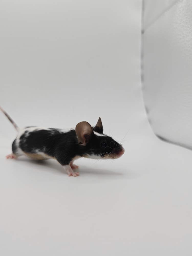 Fancy mouse Breeder Mus musculus 