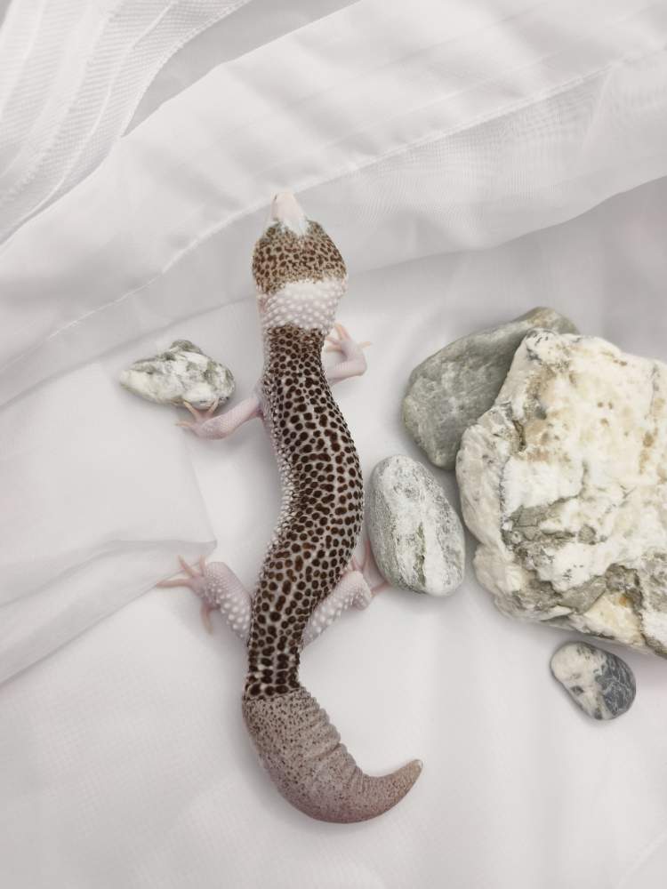 Leopard gecko Breeder Eublepharis macularius 
