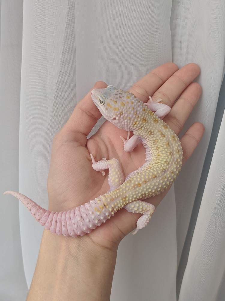 Leopard gecko Owned by other Eublepharis macularius 