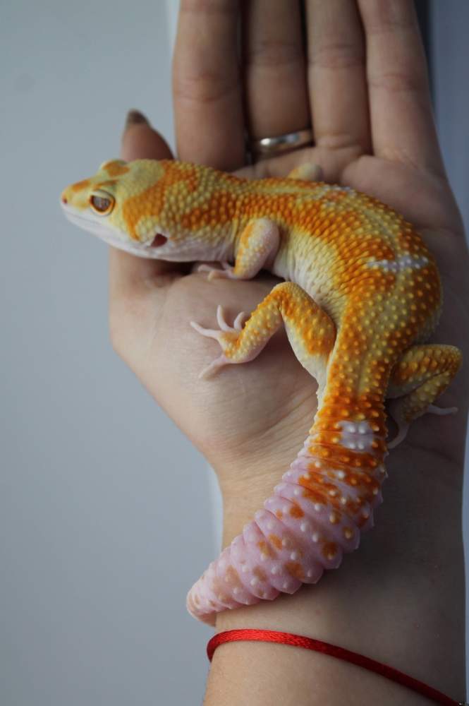 Leopard gecko Owned by other Eublepharis macularius 