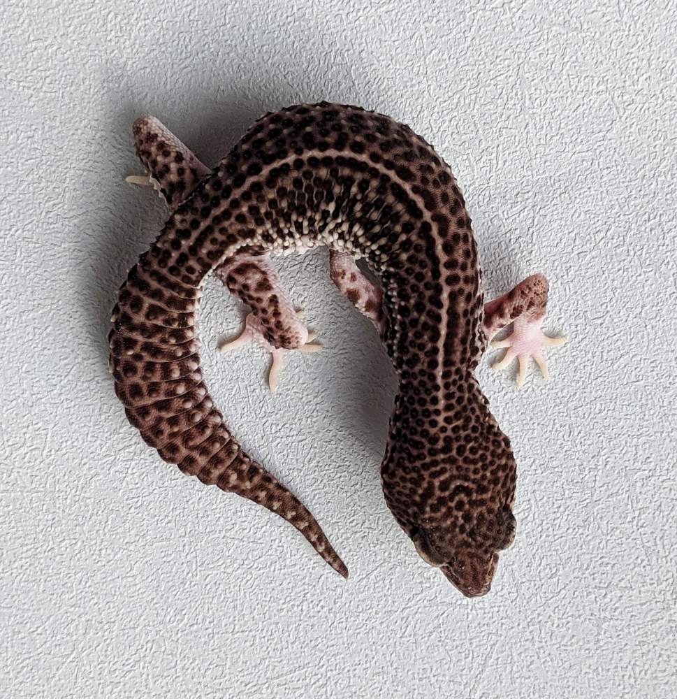 Leopard gecko Breeder Eublepharis macularius 
