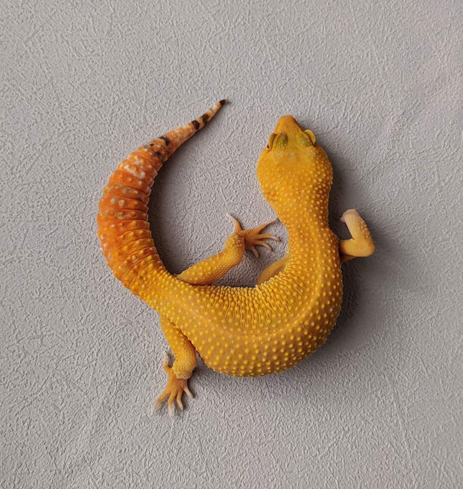 Leopard gecko Breeder Eublepharis macularius 