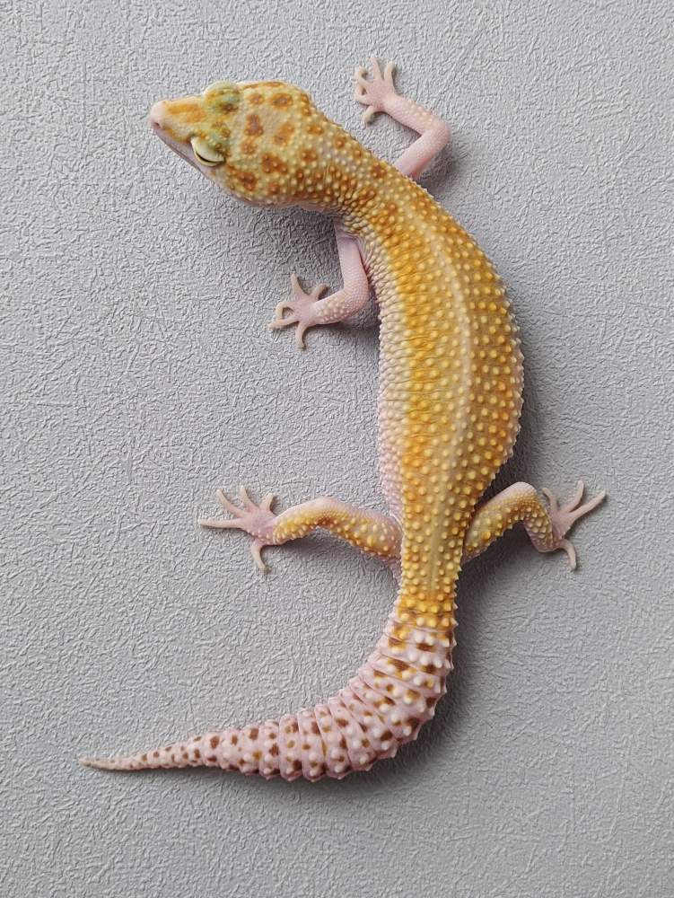 Leopard gecko Breeder Eublepharis macularius 