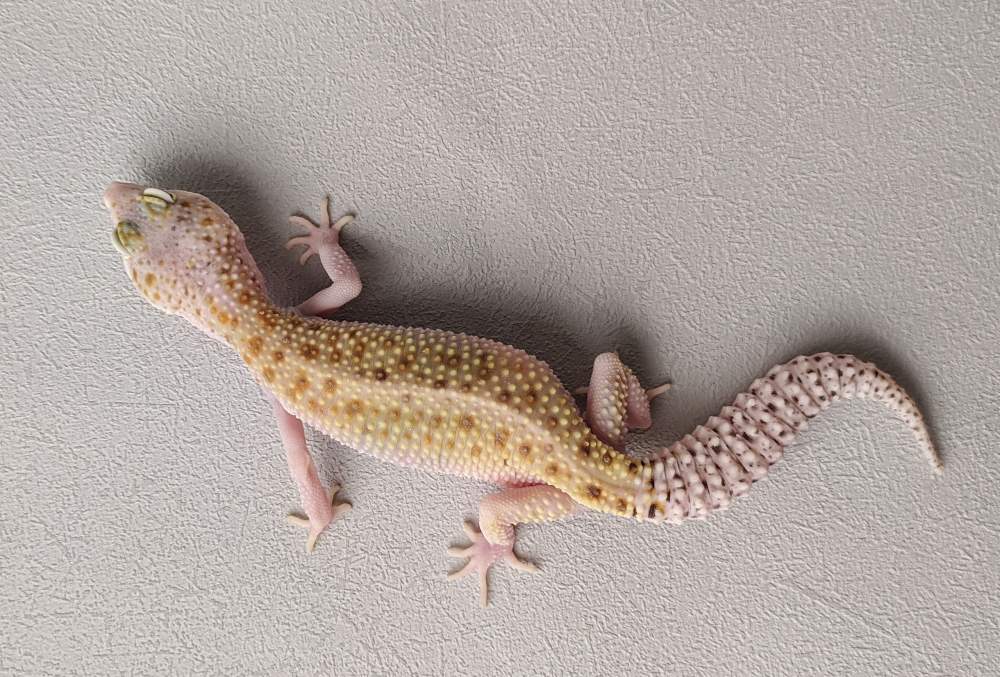 Leopard gecko Breeder Eublepharis macularius 