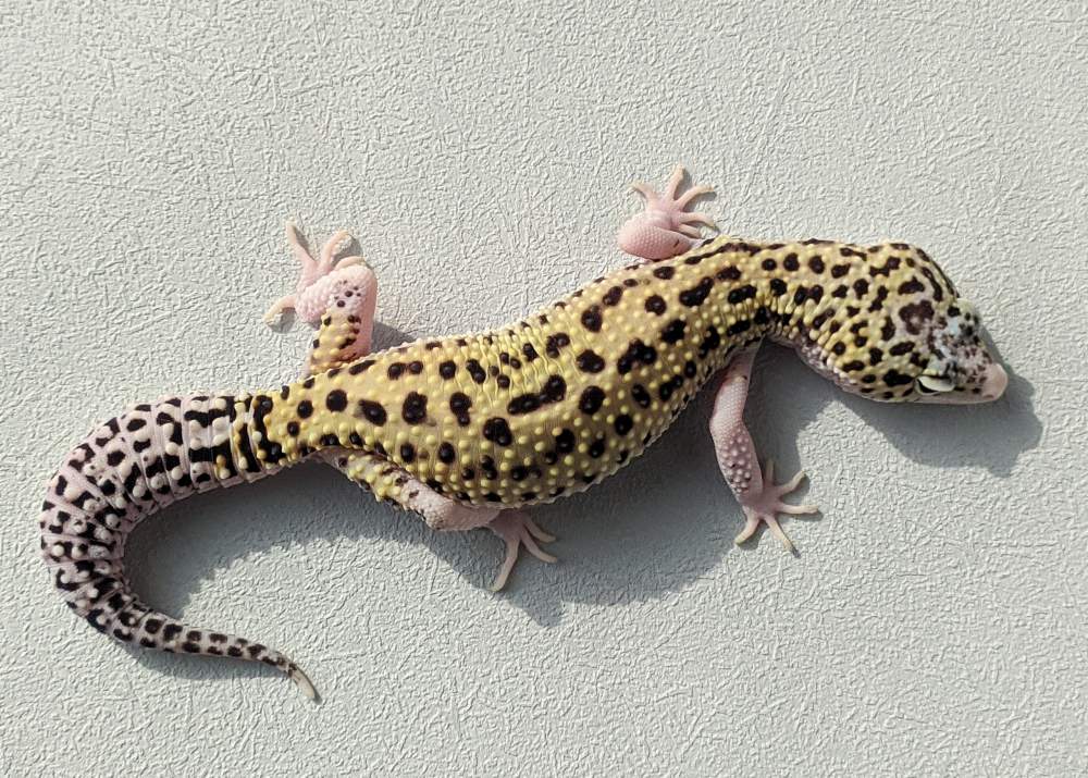 Leopard gecko Breeder Eublepharis macularius 