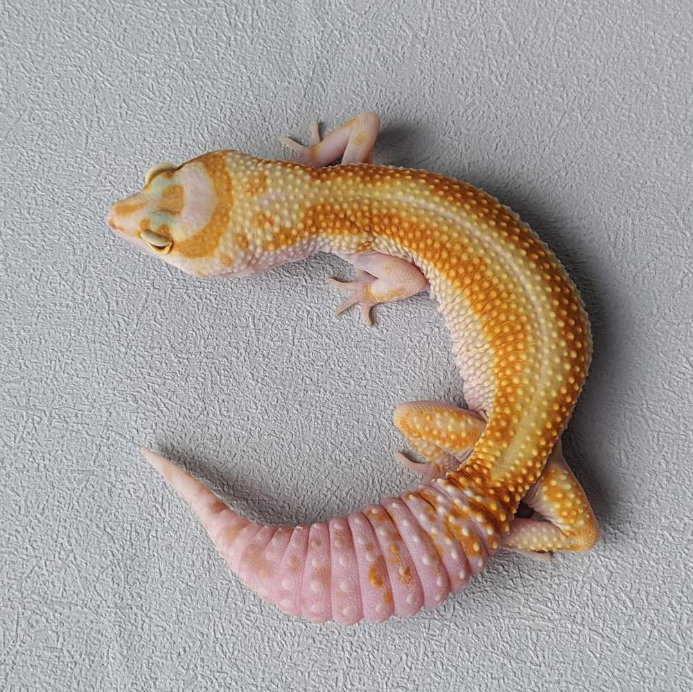Leopard gecko Breeder Eublepharis macularius 