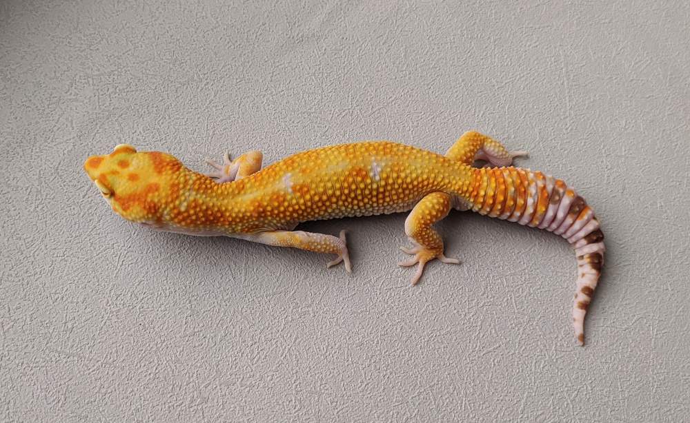 Leopard gecko Breeder Eublepharis macularius 
