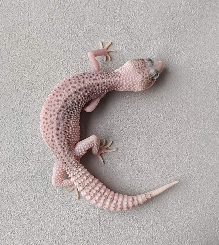 Leopard gecko Breeder Eublepharis macularius 