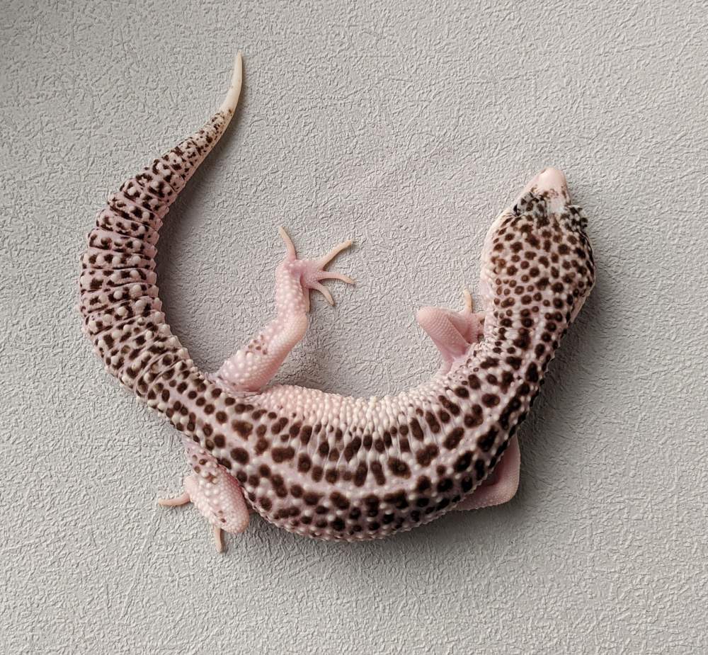 Leopard gecko Breeder Eublepharis macularius 